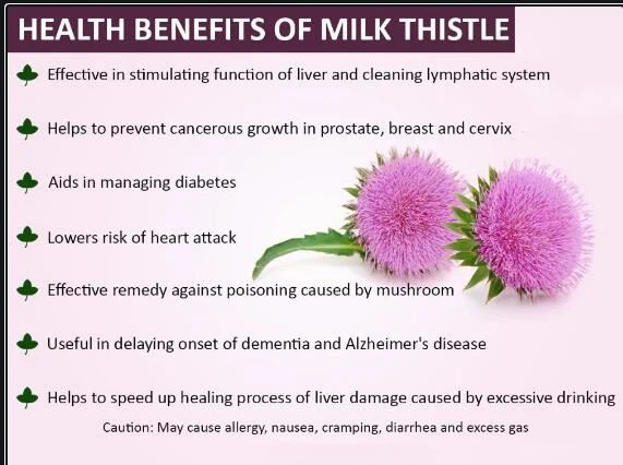MILK THISTLE BENEFITS