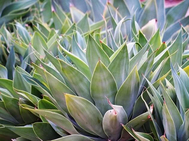 Agave Inulin Powder Benefits