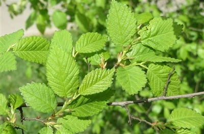 نارون لغزنده برای سگ چقدر است؟