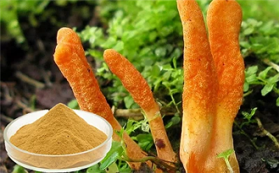 عمده فروشی خریدهای عصاره قارچ پلی ساکاریدهای 30 ٪ HPLC