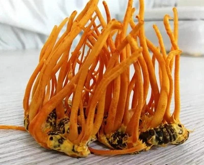 چرا عصاره قارچ Cordyceps Militaris در فرمولاسیون انرژی محبوب است؟