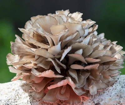 اهمیت استانداردسازی پلی ساکارید در استخراج عصاره مایتاکه