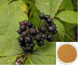 تولید کننده عصاره ریشه Sophora flavescens