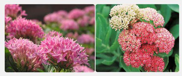 صادرات Rhodiola به ایالات متحده ، اروپا ، استانداردهای usp را نباید از دست داد