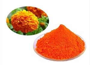 گل همیشه بهار لوتئین