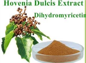 بهترین پودر عصاره Hovenia Dulcis