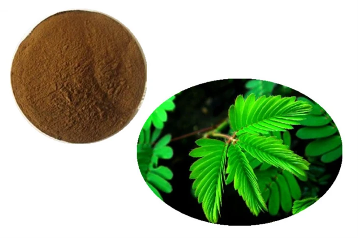 پودر ریشه Mimosa Hostilis